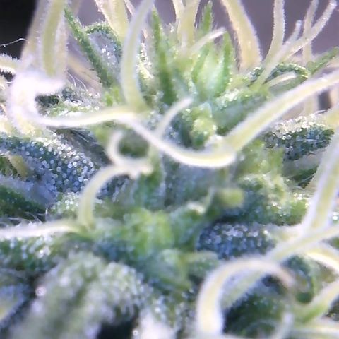 Big Bertha growlog photo: Close ups.