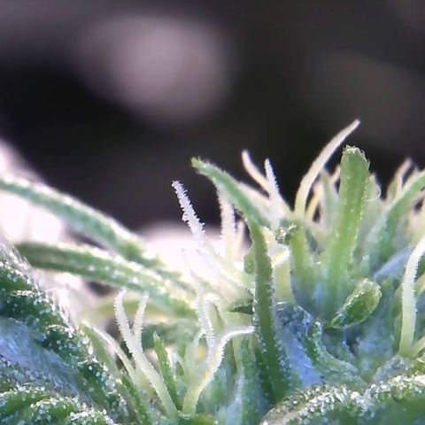 Big Bertha growlog photo: Close ups.