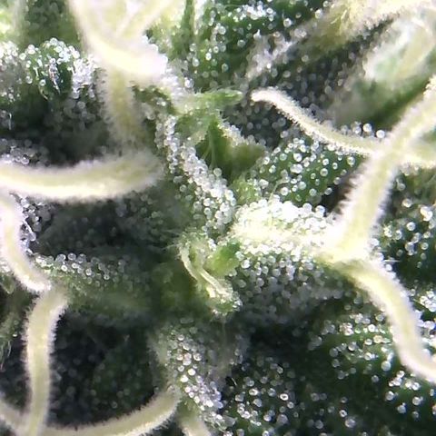 Big Bertha growlog photo: More close ups.