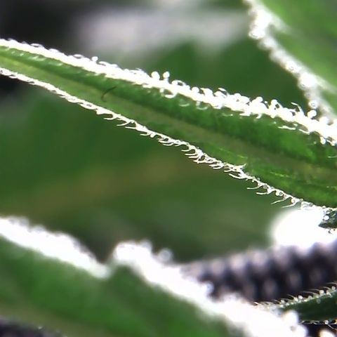 Big Bertha growlog photo: More close ups.