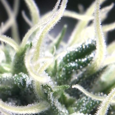 Big Bertha growlog photo: More close ups.