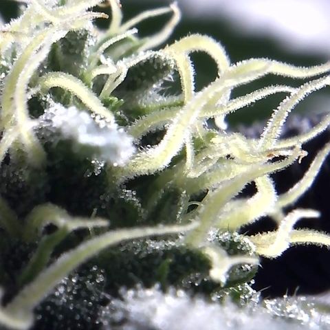 Big Bertha growlog photo: More close ups.