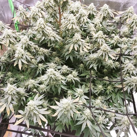 Big Bertha growlog timeline photo