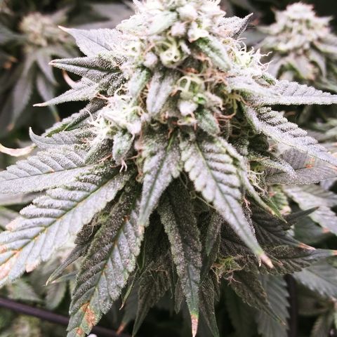 Big Bertha growlog timeline photo