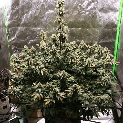 Big Bertha growlog timeline photo