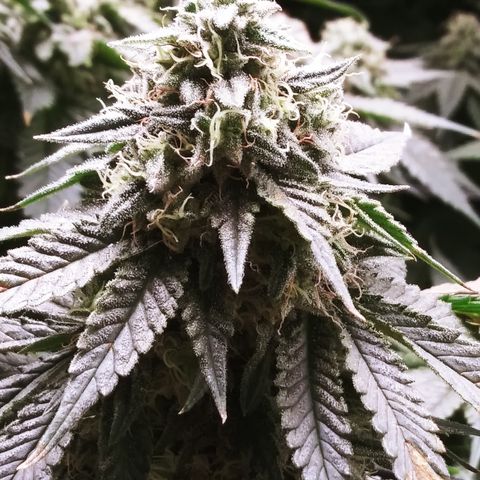 Big Bertha growlog timeline photo
