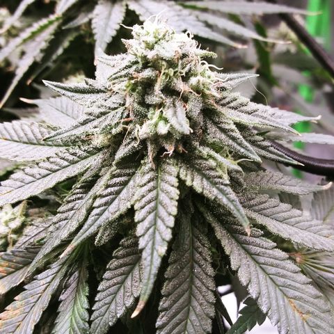 Big Bertha growlog timeline photo