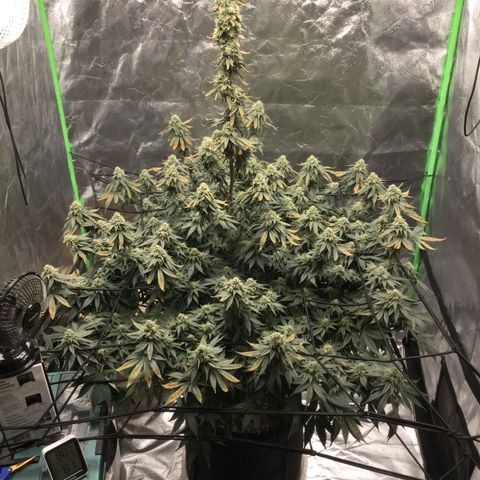 Big Bertha growlog timeline photo