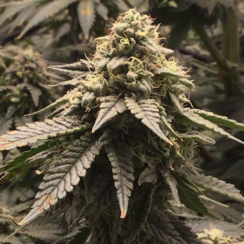 Big Bertha growlog timeline photo