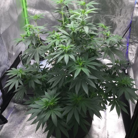 Princess P. growlog timeline photo