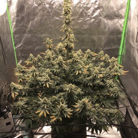 Big Bertha growlog timeline photo