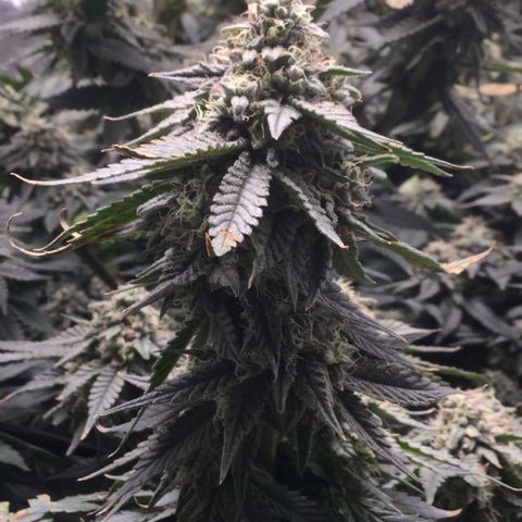 Big Bertha growlog timeline photo