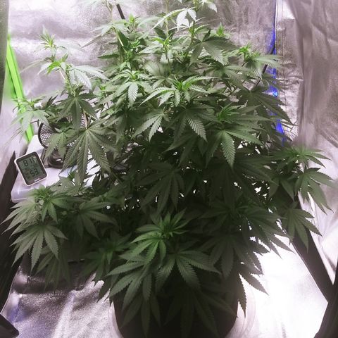 Princess P. growlog timeline photo