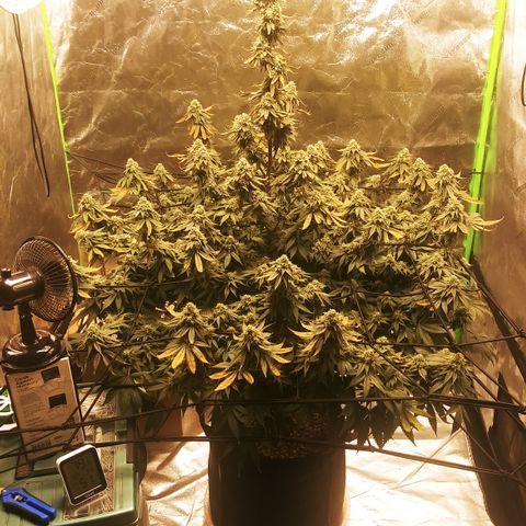 Big Bertha growlog timeline photo