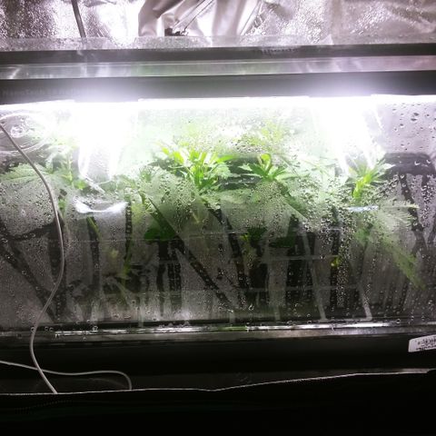 Clones growlog timeline photo