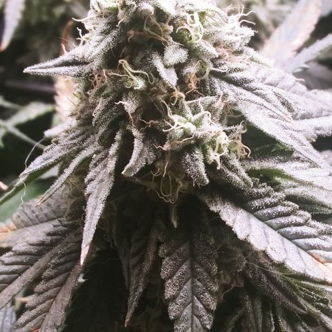 Big Bertha growlog timeline photo