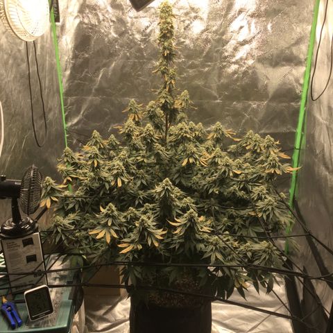 Big Bertha growlog photo: iPad pic