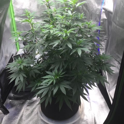 Princess P. growlog timeline photo