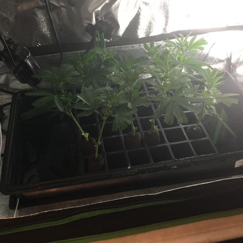 Clones growlog timeline photo