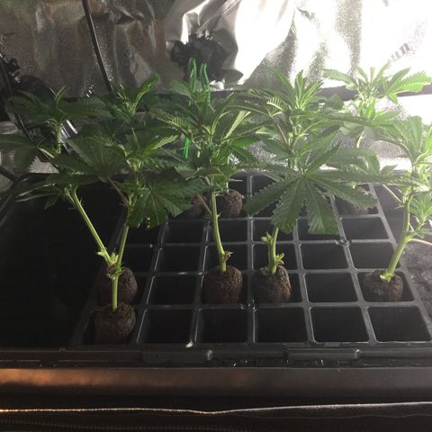 Clones growlog timeline photo