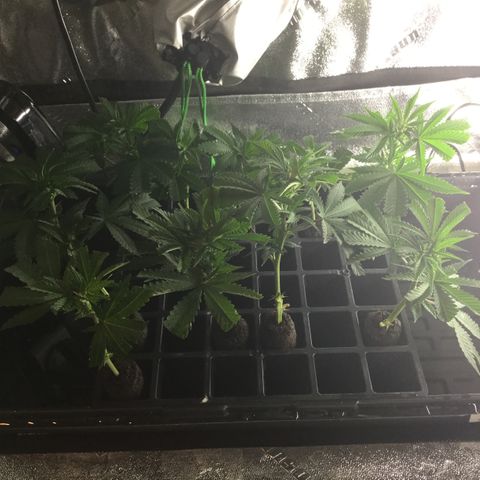 Clones growlog timeline photo