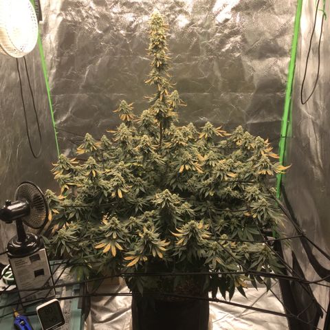 Big Bertha growlog timeline photo