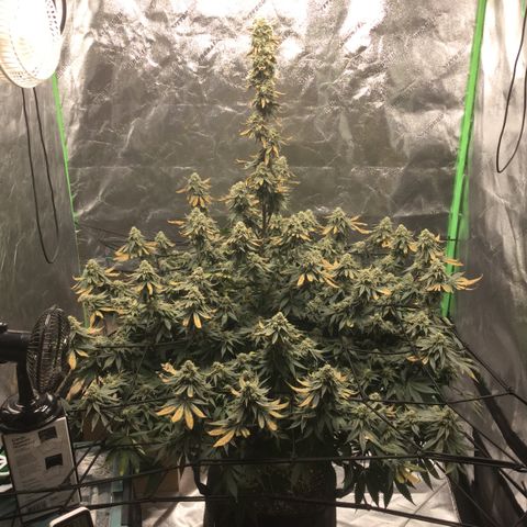 Big Bertha growlog timeline photo