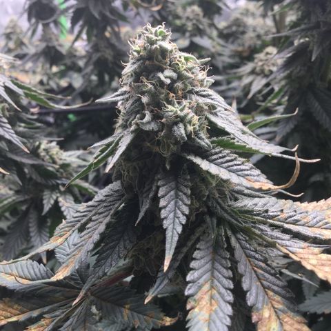 Big Bertha growlog timeline photo
