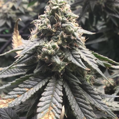 Big Bertha growlog timeline photo