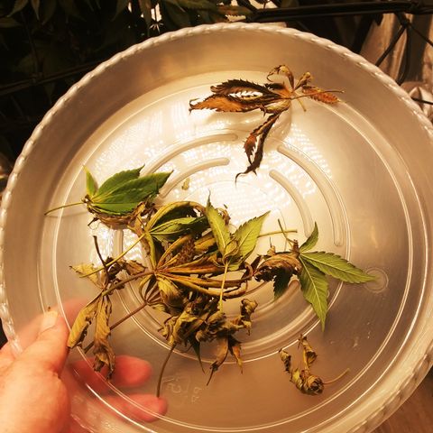 Big Bertha growlog photo: Dead leaves pulled.