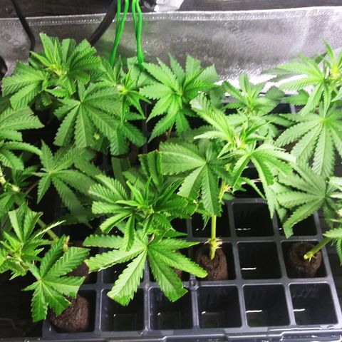 Clones growlog timeline photo