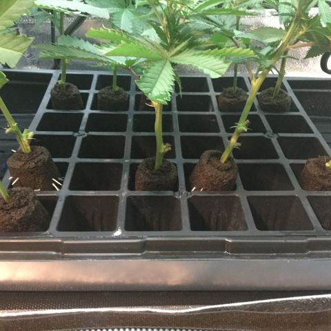 Clones growlog photo: Starting to show signs of rooting.