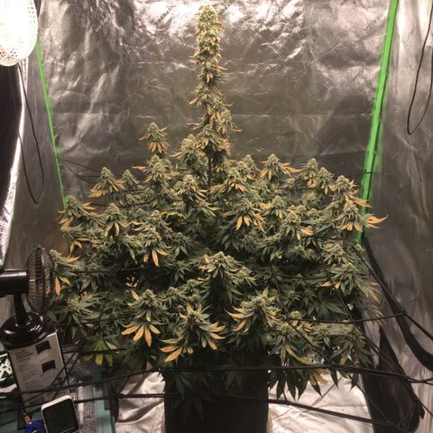 Big Bertha growlog timeline photo