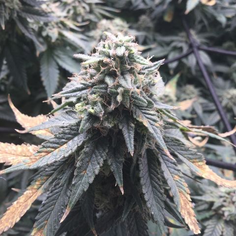 Big Bertha growlog timeline photo