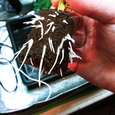 Clones growlog photo: CloneX