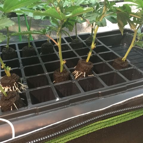 Clones growlog timeline photo