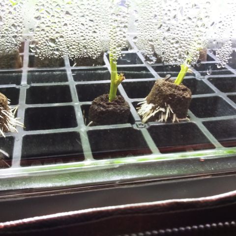 Clones growlog timeline photo