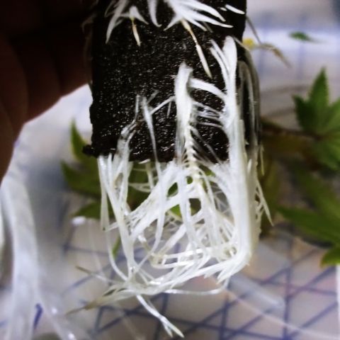 Clones growlog photo: All the root photos during transplant.
