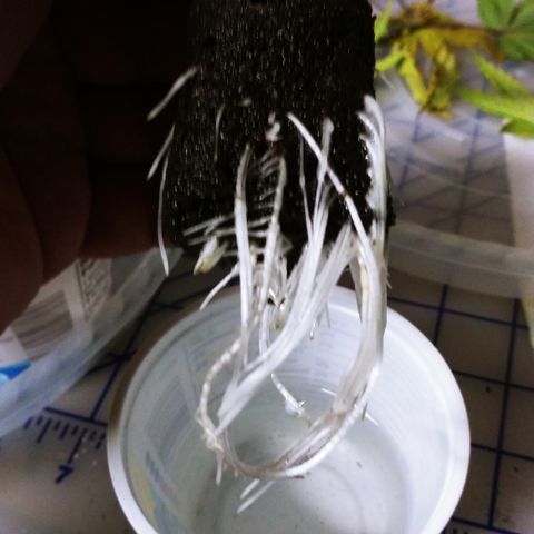 Clones growlog photo: All the root photos during transplant.