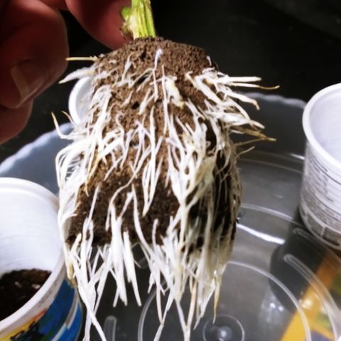 Clones growlog photo: All the root photos during transplant.