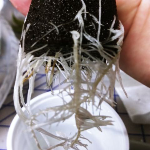 Clones growlog photo: All the root photos during transplant.