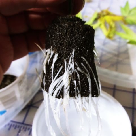 Clones growlog photo: All the root photos during transplant.