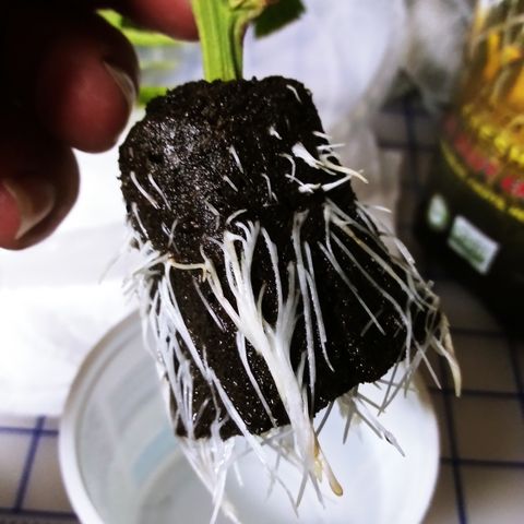 Clones growlog photo: All the root photos during transplant.