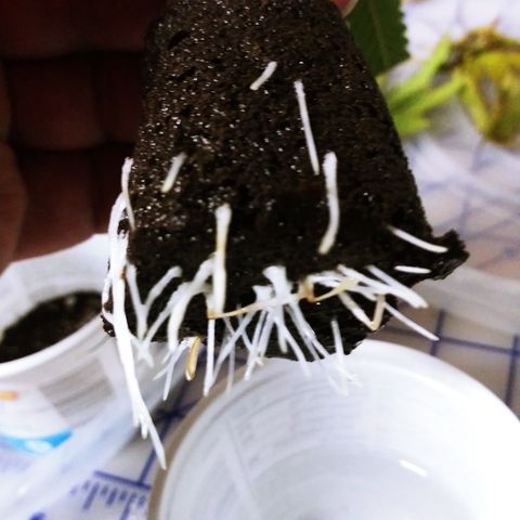 Clones growlog photo: All the root photos during transplant.