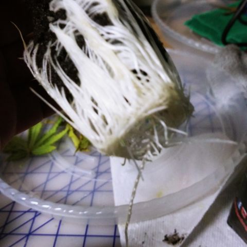 Clones growlog photo: All the root photos during transplant.