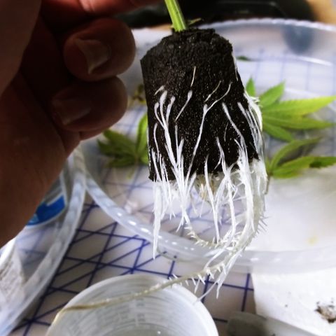 Clones growlog photo: All the root photos during transplant.