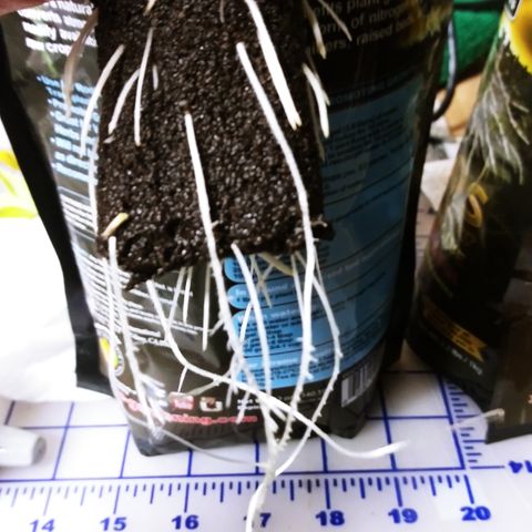 Clones growlog photo: All the root photos during transplant.