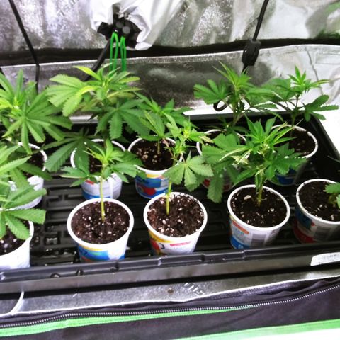 Clones growlog photo: After 