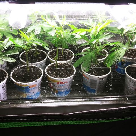 Clones growlog photo: After 