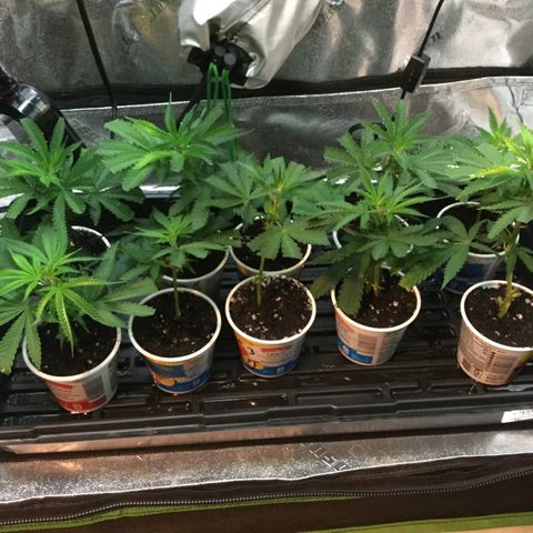 Clones growlog timeline photo